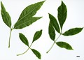SpeciesSub: var. glabra SpeciesSub: var. glabra